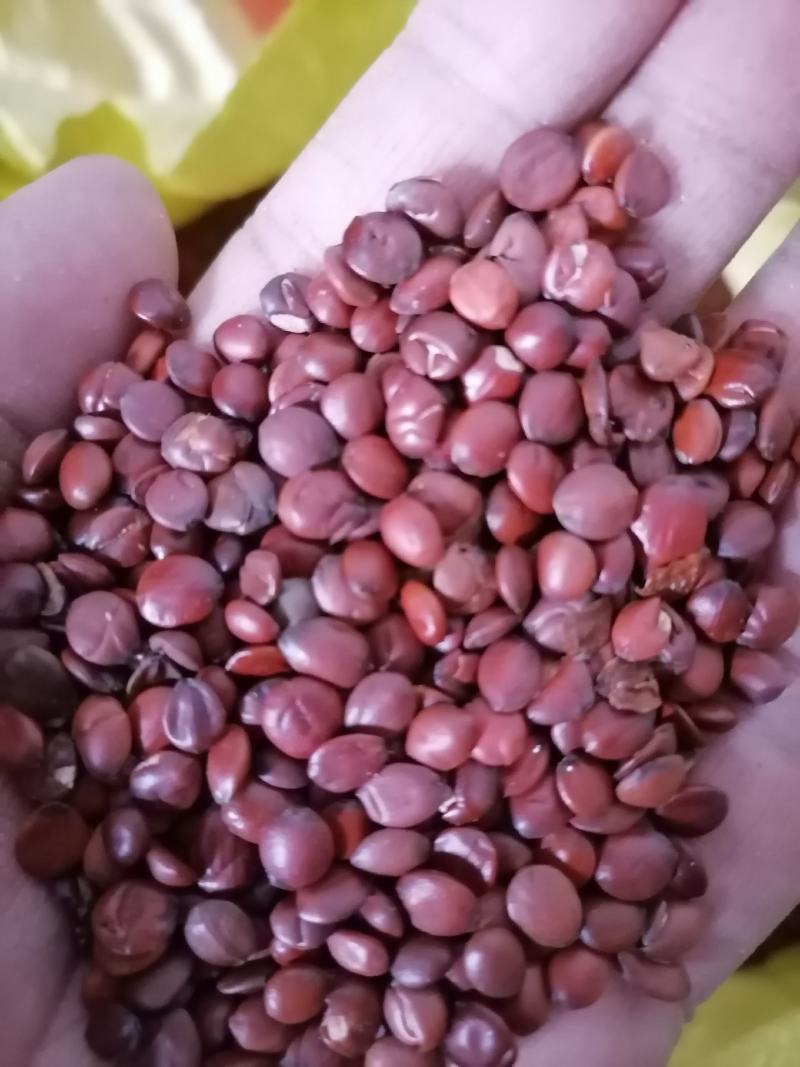 酸枣仁加工我们村从明代就开始加工酸枣仁