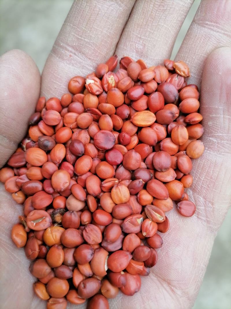 酸枣仁加工我们村从明代就开始加工酸枣仁