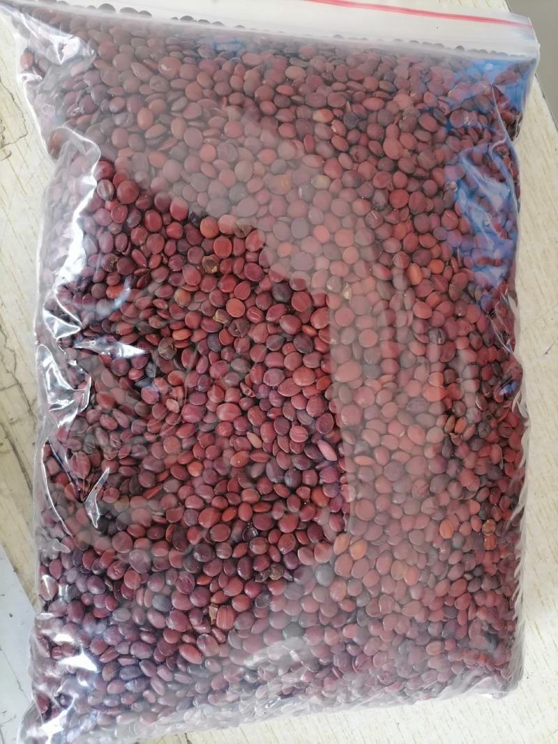 酸枣仁加工我们村从明代就开始加工酸枣仁