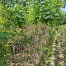 黄槐基地大量供应各种各样规格价格便宜欢迎你的光临
