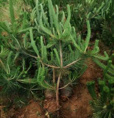 黑松1米5的黑松大杯苗 一级苗 货源充足 代发全国