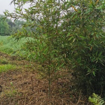 罗汉竹