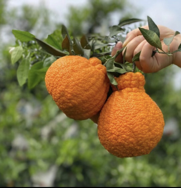 [不知火柑桔批发]丹棱不知火价格1.85元/斤 - 一亩田