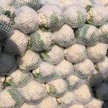 精品白花菜产地直发一手货源价无虫无黑点三包花菜