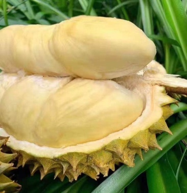 00起批价34斤产地云南西双版纳景洪市物流运费待商议规格一级榴莲3800