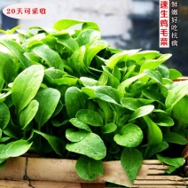 杂交四季速生耐热耐高温高湿无筋柄青鸡毛菜种子