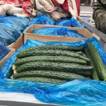 精品黄瓜，品质保证货源充足，诚信卖家，欢迎来电咨询