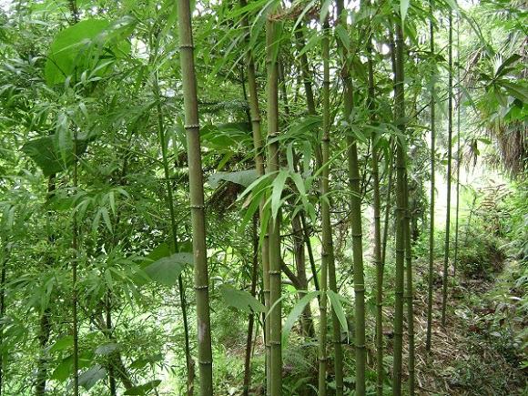 山竹树生长在热带雨林中的景象,周围植被茂密 山竹树生长在热带雨林中的景象