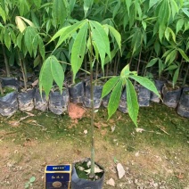 木棉袋苗庭院盆栽地栽大腹木棉苗木园林绿化苗木