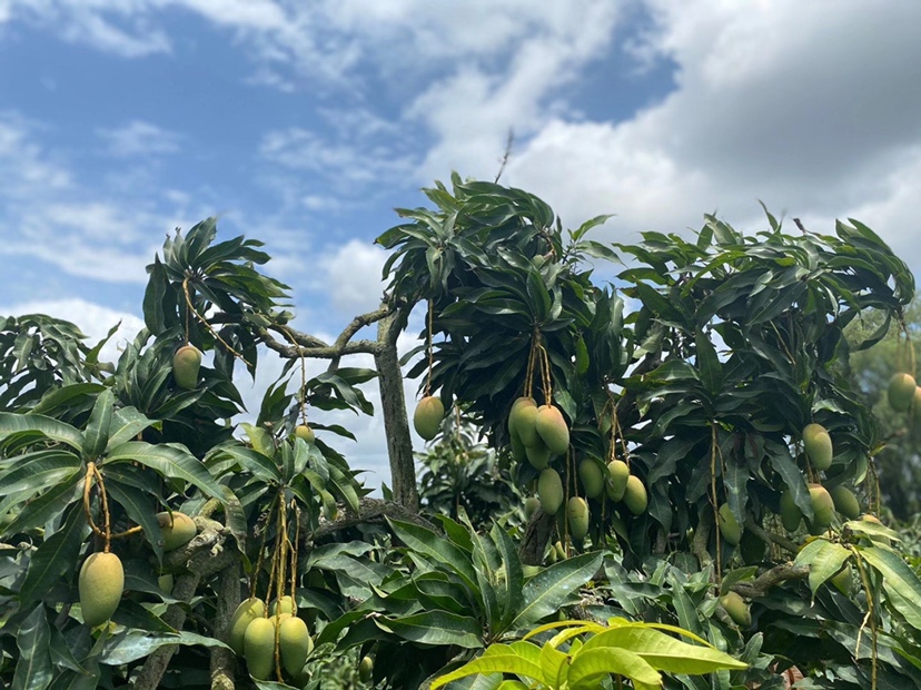 一片郁郁葱葱的热带果园中,整齐排列的小台农芒树正结满金黄色的果实,阳光洒落在叶片和果皮上,呈现出自然成熟的光泽,远处有果农正在检查果树生长情况,背景为海南典型的低山丘陵地貌 小台农芒果园全景图