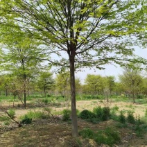 【推荐】精品榉树10到20公分工程苗基地直发欢迎咨询