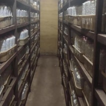 黑皮鸡枞菌包研发生产种植技术指导销售