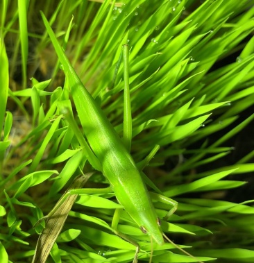禾虾,剑角蝗,蝗虫,蚂蚱