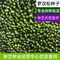 冷藏罗汉松种籽日本珍珠雀舌贵妃红芽珍珠台湾兰屿大叶罗汉