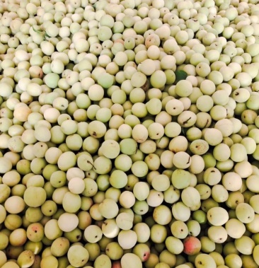 广西崇左青梅上市中