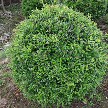 火棘球