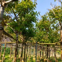 大叶紫薇。珍贵苗木。精品大叶紫薇8-9公分量大