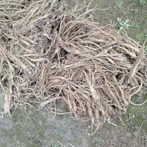 肉独活苗大量供应，有需要的老板联系
