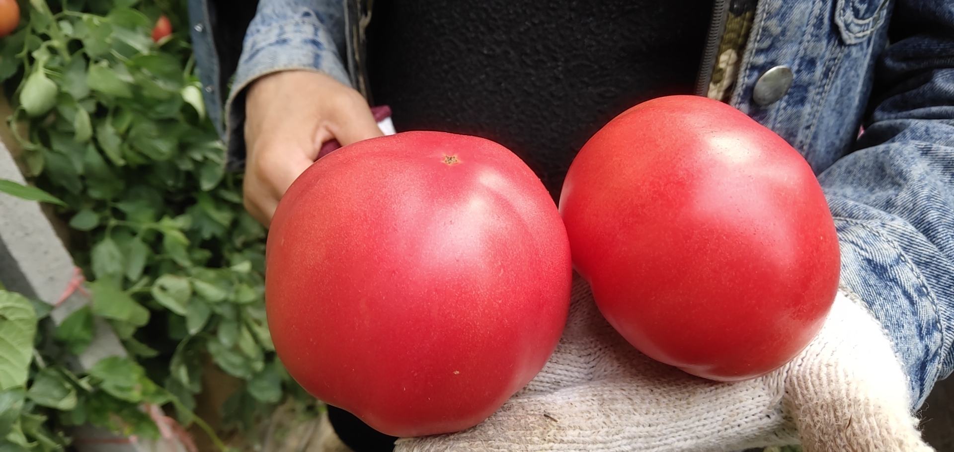 男人在办公室吃西红柿作为健康零食
