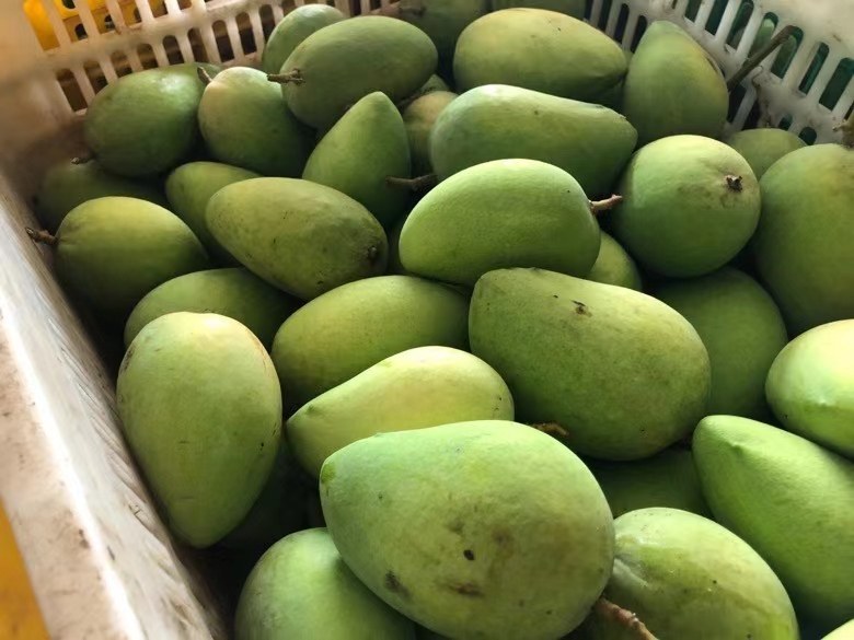 展示小台芒主要营养成分及含量的图表 小台芒营养成分分析图表