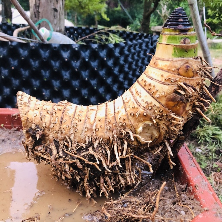 [金心百合竹批发]小叶簕竹月亮湾基地直发货 欢迎批