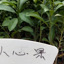 人心果苗四季人心果苗常年挂果南北方种植