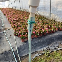 福州大花海棠花卉生产基地