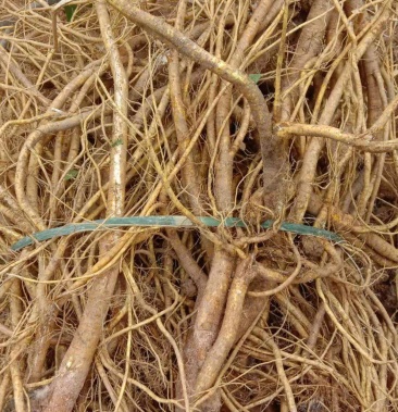 中药材五指毛桃根干货无硫