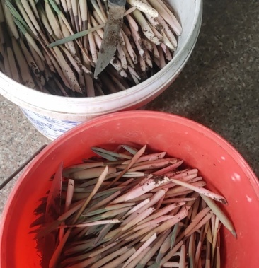 [山野菜批发]笔管菜.价格22.00元/斤 - 一亩田