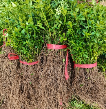 [迎春花苗批发]迎春小苗 迎春苗 迎春床苗 高度10到15公分左右价格0.