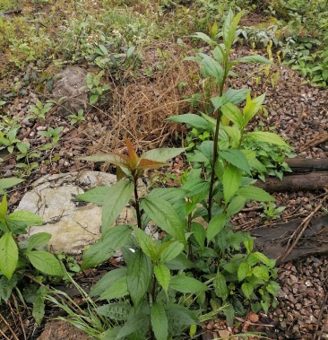 贵州黔南纯野生柴胡