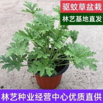 驱蚊草盆栽香叶天竺葵绿植室内防蚊虫花卉净化空气好养活