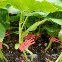 苦瓜种苗