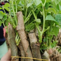 原产地优质细叶无渣葛根种苗