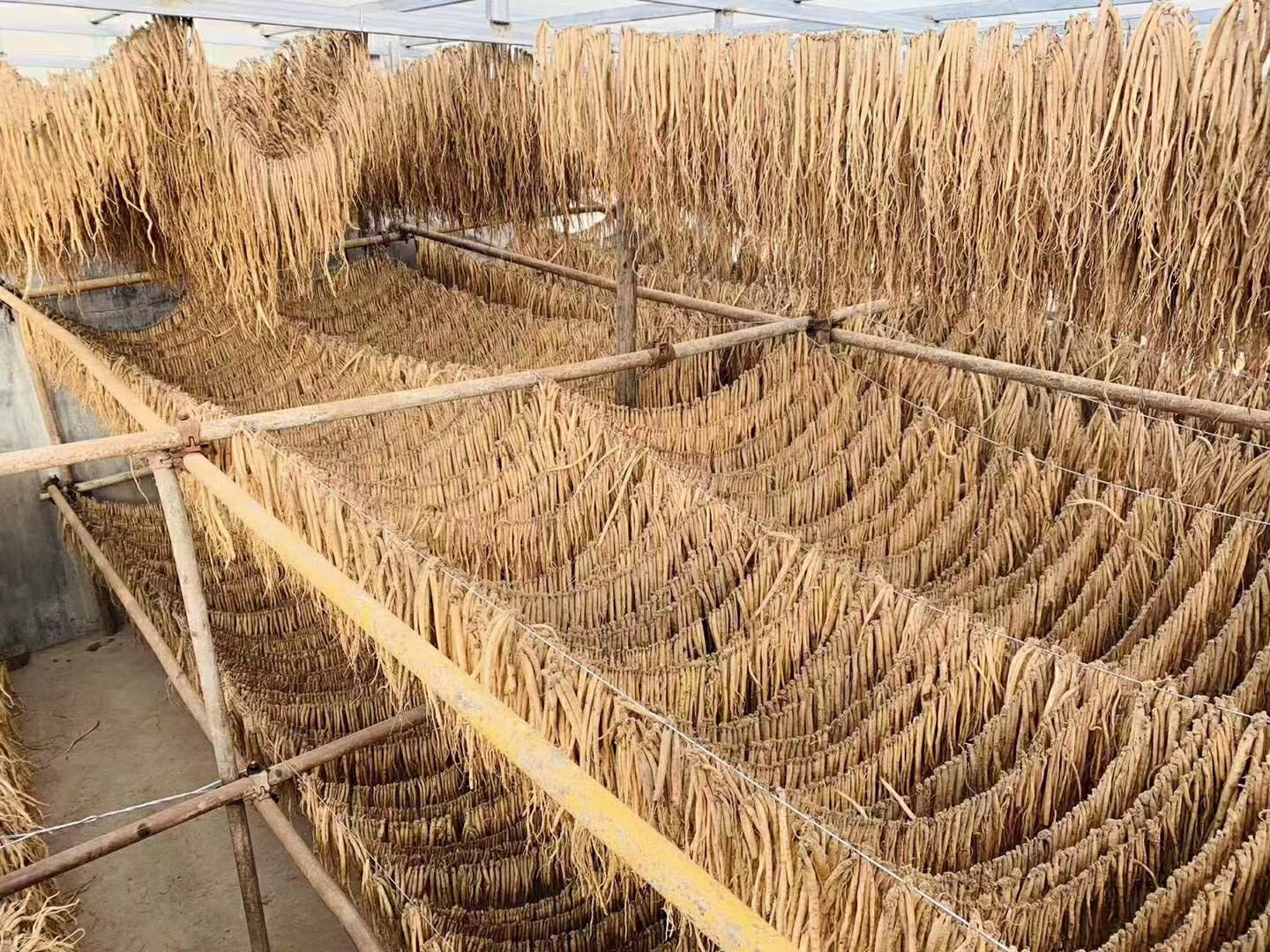 北沙参干燥与贮藏过程