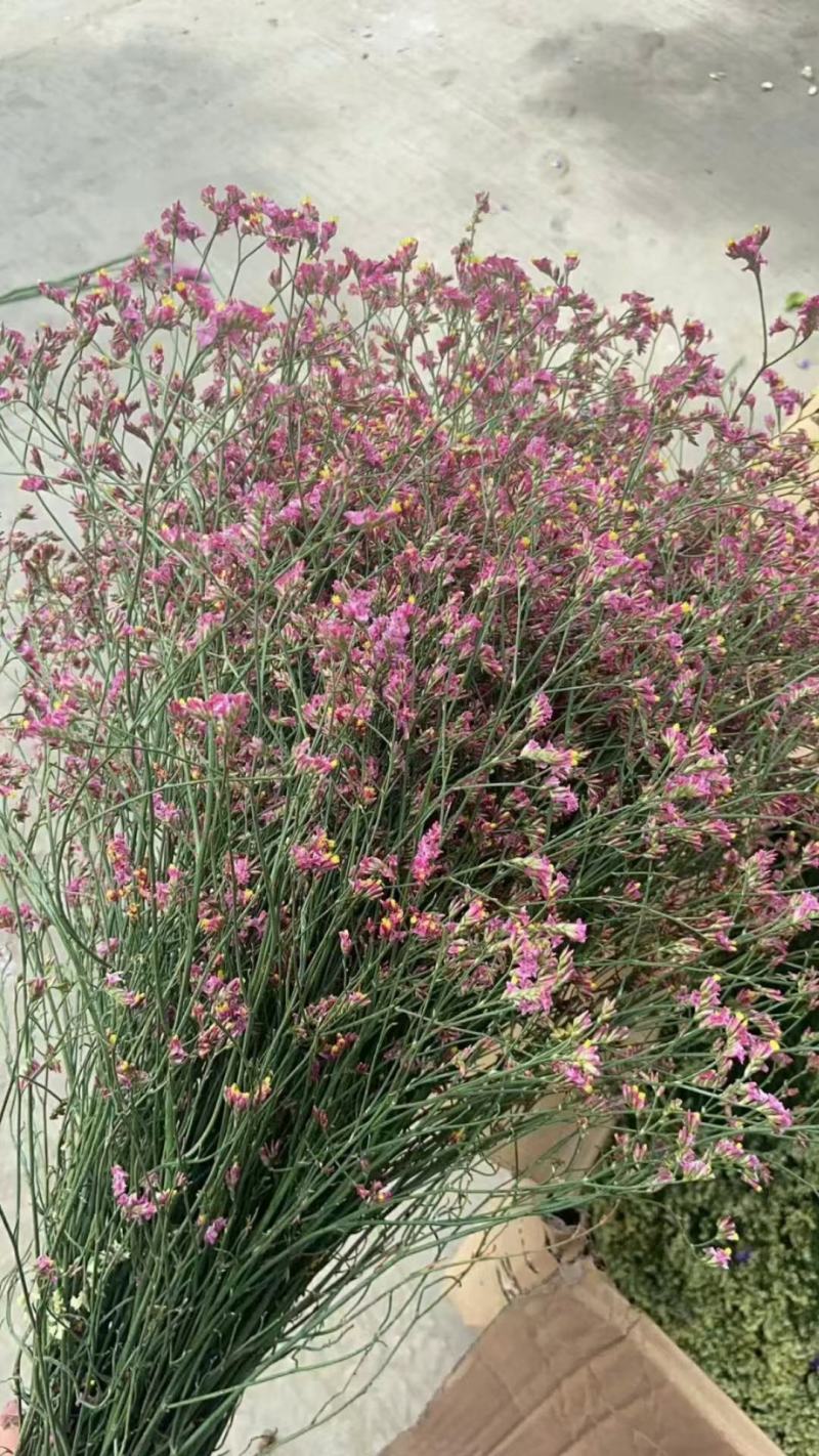 云南鲜花 勿忘我 满天星 水晶草 情人草 称斤模式