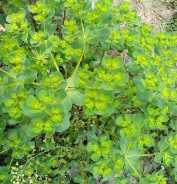 00元/斤 - 一亩田