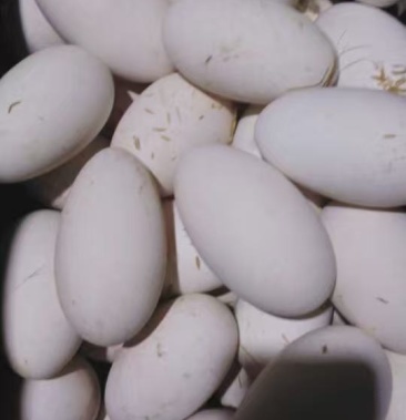 基地直供鹅蛋新鲜头照蛋现捡现发品质至上