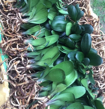 [君子兰苗批发]5-7叶君子兰小苗裸根苗国兰君子兰4-8叶君子兰小苗价格