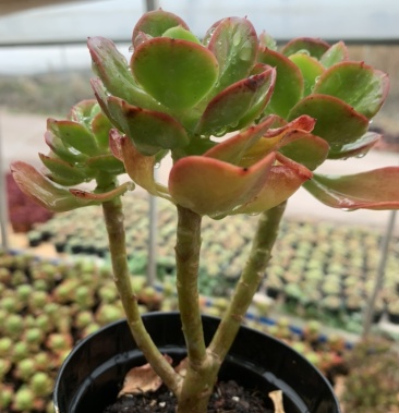 8元艳日伞多肉植物法师老桩一箱24盆花盆规格120