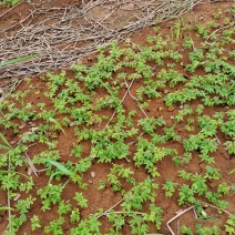黄花梨小苗，数量10万株，植株健壮，根系发达。