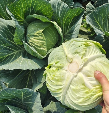 四川成都扁包菜春福来扁包菜大量供应