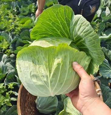 四川成都连花白甘蓝春福来韩将军产地直销