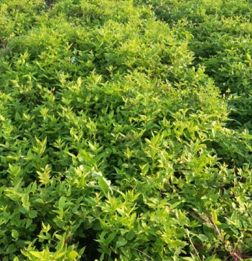 威灵仙种苗100万颗两年苗