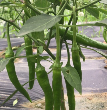 广西杭椒5号辣8号辣大量上市,质量保证一手货源.