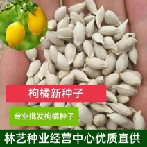 枸橘种子枳壳种籽积壳籽香橙种子嫁接砧木树种子带刺围墙篱笆