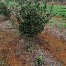 长林系六年生油茶树带土球发货