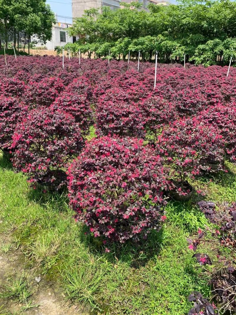 红花鸡母树苗图片