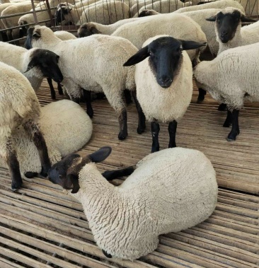 [种羊批发]种羊价格1800.00元/个 - 一亩田