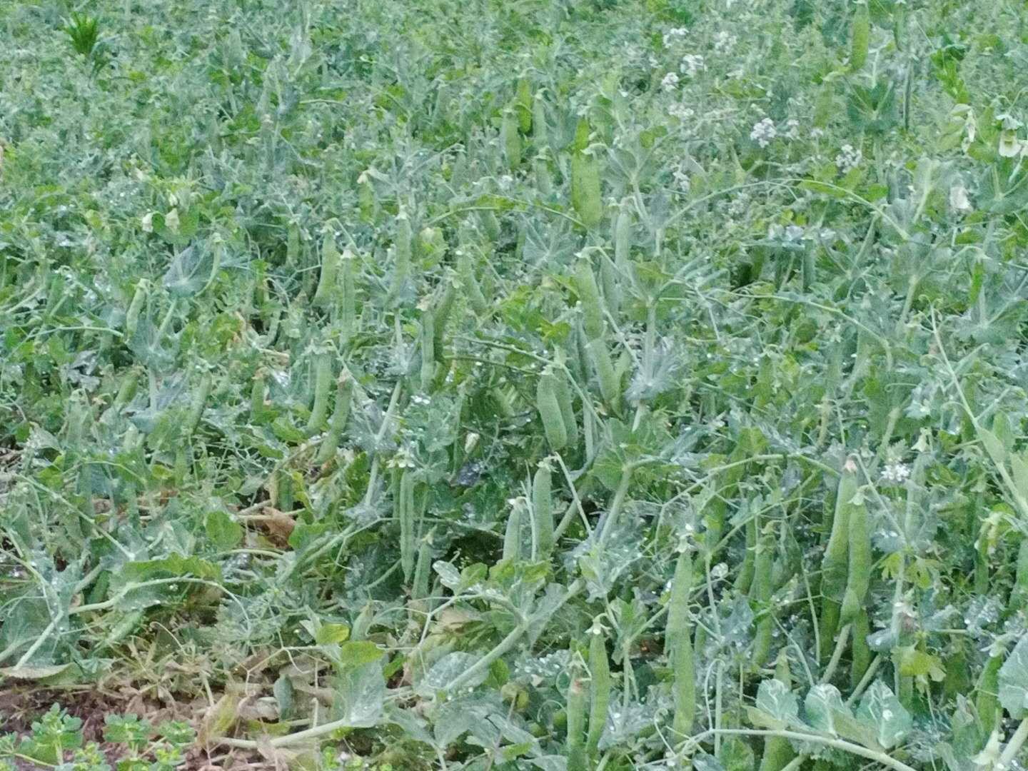 青豌豆田间种植实景